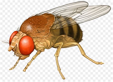 Fly Transparent Background 的图像结果