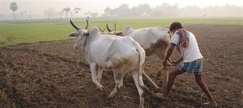 Why small farmers in Tamil Nadu borrow money at exorbitant interest rates