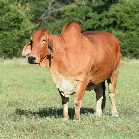 Brahman cattle for sale in Texas, Red Brahman Bulls, Red Brahman Heifers