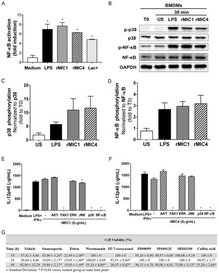 Receptor Heterodimerization and Co-Receptor Engagement in TLR2 ...