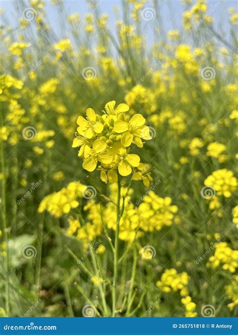 Plants Background Purple Mustard Seeds Stock Photos - Free & Royalty ...
