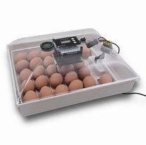 Image result for 孵化器 Egg Incubators