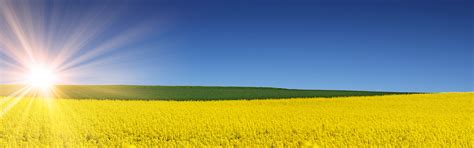 Rapsfeld HK Service GmbH - Speiseöle & Frittierfette - HK Service GmbH