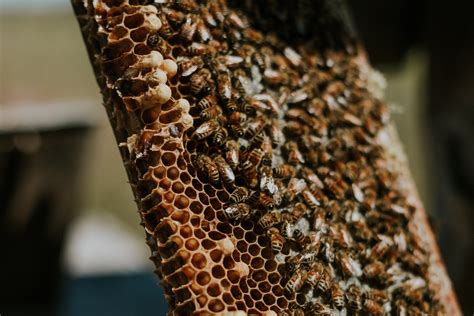 The Astonishing Math Behind Honeycomb