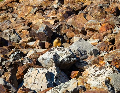 Home Turf | Yosemite National Park, California | Robb Hirsch Photography