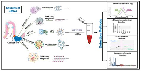 Diagnostic and Therapeutic Potential of Circulating-Free DNA and Cell-Free RNA in Cancer Management