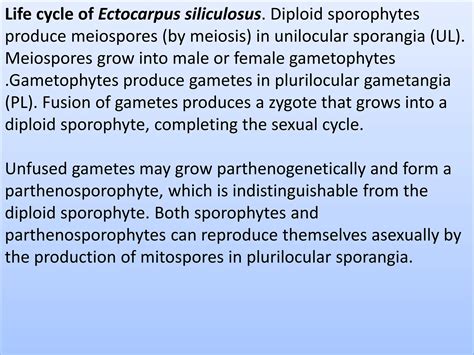 Phaeophyceae.ppt