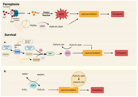 Gene Expression Regulation and the Signal Transduction of Programmed ...