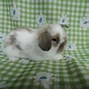 Image result for Baby Fuzzy Lop Rabbits