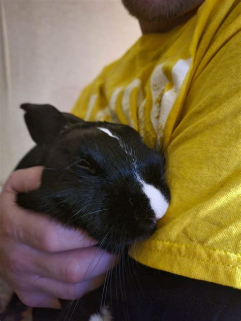 My sweet lil bun : r/Rabbits