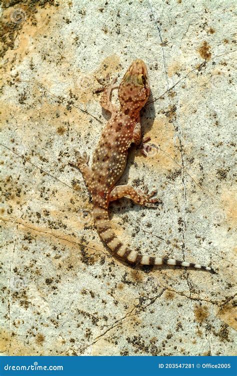 Mediterranean House Gecko (Hemidactylus Turcicus Stock Image - Image of ...