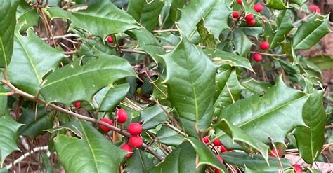 Evergreens of Coastal Georgia, Skidaway Island State Park, Savannah ...