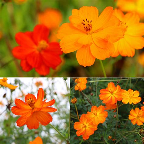 Shop top quality Cosmos Bright Lights Mix seeds from Dutch Bulbs