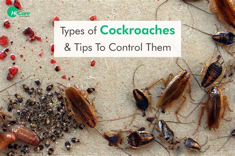 How To Get Rid Of Roaches In North Carolina at Christopher Lewis blog