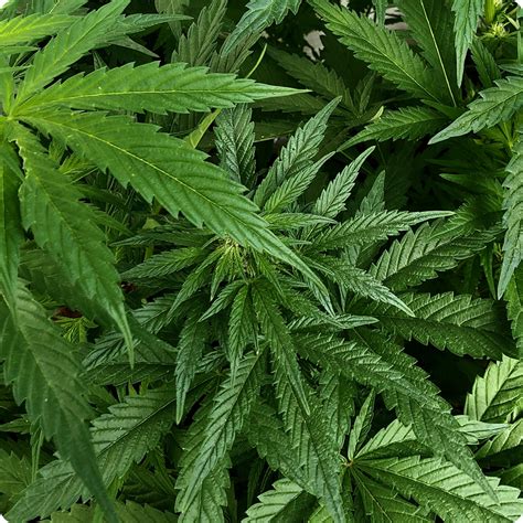 Image result for Alien OG Strain Info