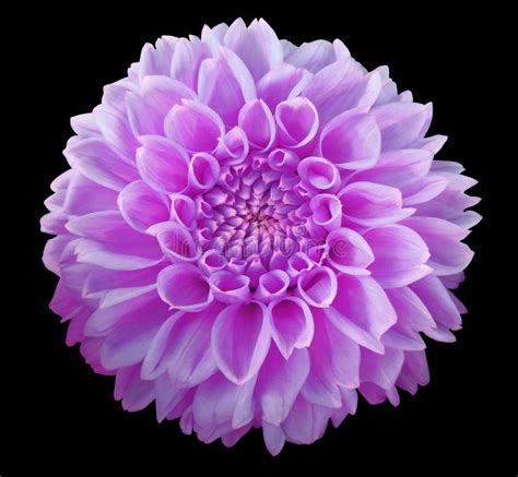 紫色大丽花花，白色背景隔绝与裁减路线 特写镜头 库存图片. 图片 包括有 影子, 喜欢, 查出, 唯一, 颜色 - 79620449