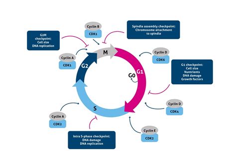 Cell Cycle Checkpoints Rb 19. Asexual Cell Division | OpenStax Biology