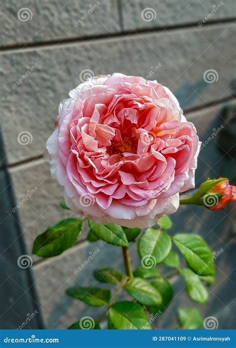 Abraham Darby Rose bloom stock image. Image of bloom - 287041109