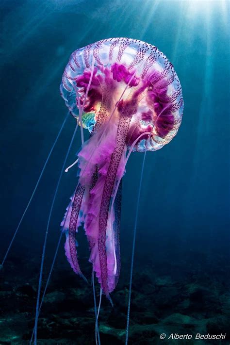 Image result for Jellyfish Tutorial C4d