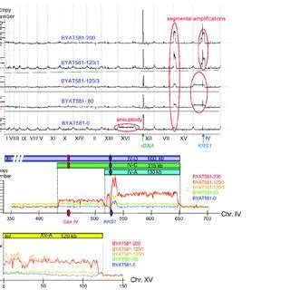 Image result for Formation of Copy Number Variation