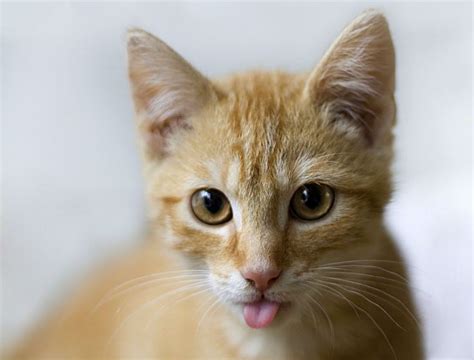 cat pictures jpg