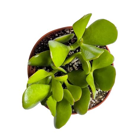 Buy Crassula Ovata Plant Online In Delhi | Gift Crassula Ovata Plant