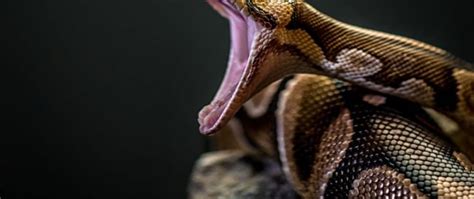 Image result for Python Future Module