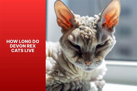 Best Cat Bite Antibiotic: Essential Tips and Recommendations for Treating Cat Bites