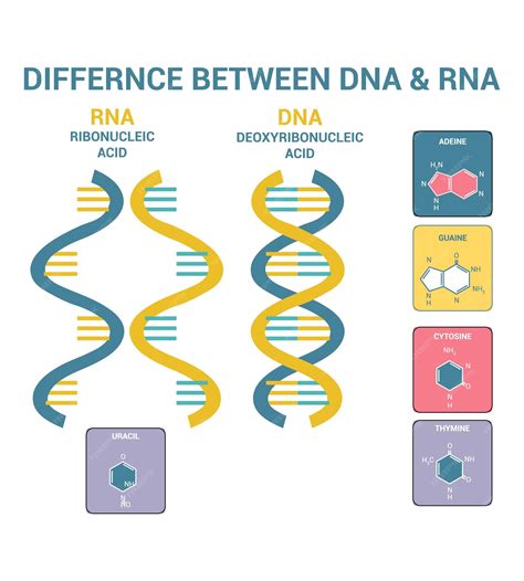 Biology DNA and RNA 的图像结果