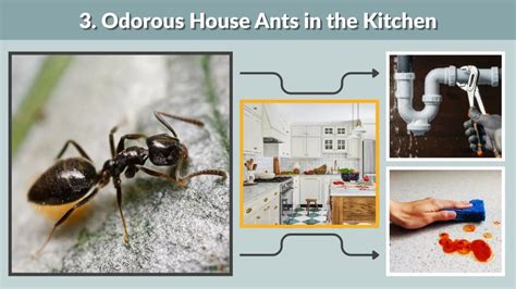 https://spiderzoon.com/insects/wp-content/uploads/2025/09/3.-Odorous-House-Ants-in-the-Kitchen-1024x576.webp