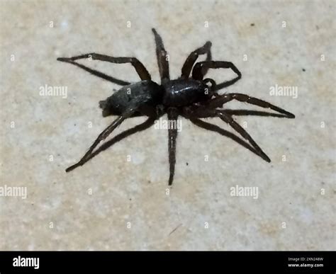 Mouse Spider (Scotophaeus blackwalli) Arachnida Stock Photo - Alamy