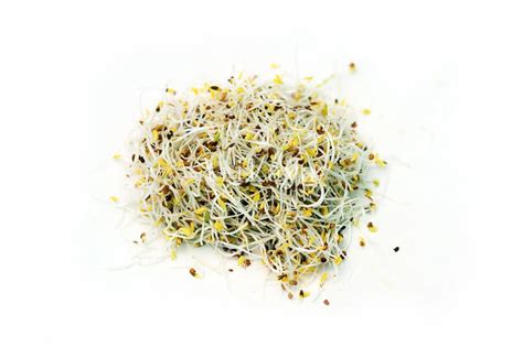 Alfalfa Sprouts – Trikaya Online Store