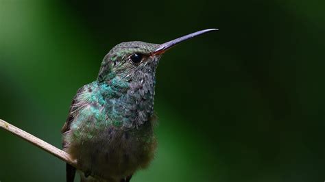 Download wallpaper 2560x1440 stripe-tailed hummingbird, hummingbird ...