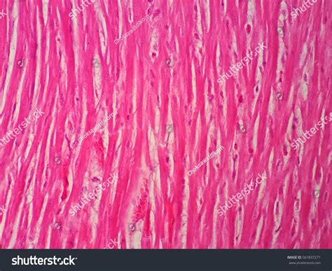 Cardiac Muscle Tissue Under Microscope