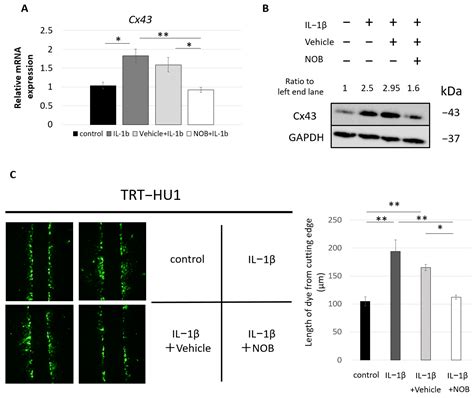 Flavonoid Nobiletin Attenuates Cyclophosphamide-Induced Cystitis in ...