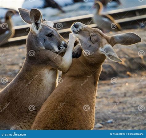 Two Boxing Kangaroos, Embracing Stock Image - Image of locked, dynamic ...