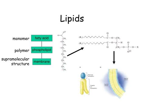 PPT - BCH 400/600 - Introductory Biochemistry PowerPoint Presentation ...