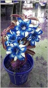 VibeX ® RXI-267 Blue White Adenium obesum Desert Rose Seeds Seed Price ...