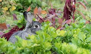 Image result for Bunnies in the Garden
