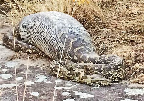 Image result for Python Eating Porcupine