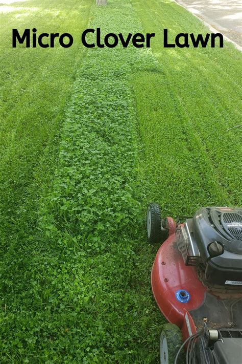 Microclover Lawn 的图像结果
