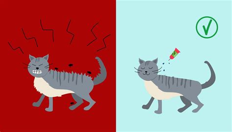 Flea and Tick Topical Solutions. Shield for cats.Repels and kills flea and tick. The cat itches ...