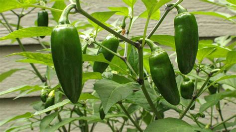How To Grow Jalapenos: 6 Effective Tips & Tricks - Small Axe Peppers