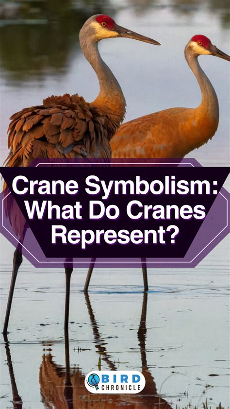 Crane Symbolism: What Do Cranes Represent? [9 Meanings & Interpretations]