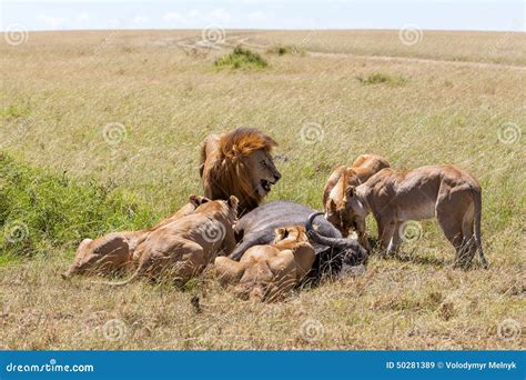 What Eats African Lions