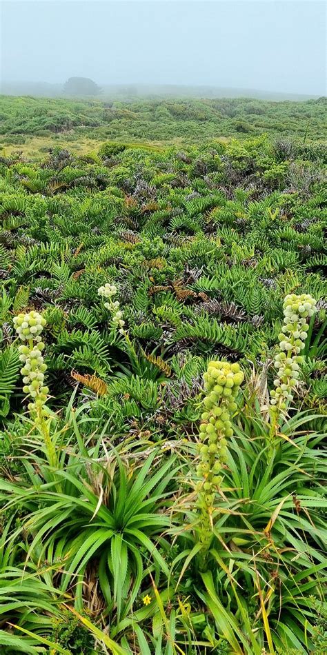 PARQUE AHUENCO (Chepu) - Lodge Reviews & Photos - Tripadvisor