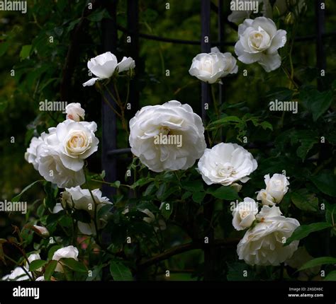 Closeup of the white flowers of the repeat flowering climbing garden ...