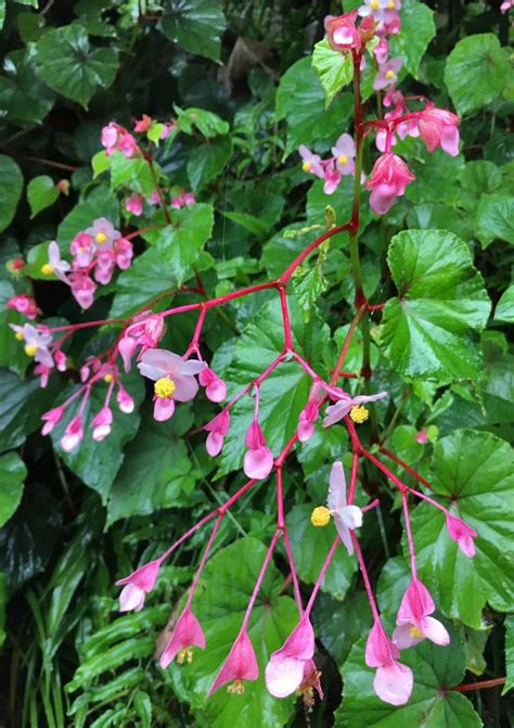 Begonia grandis, the hardy perennial begonia that survives the winter