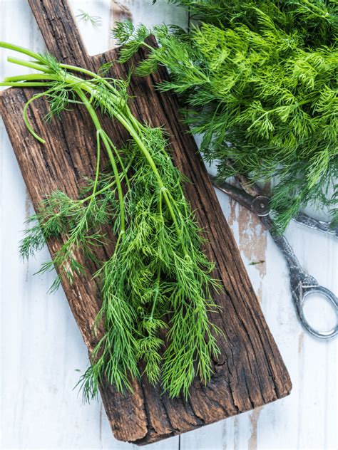 Fresh Dill Vs Dill Weed & Dill Seed - The Short Order Cook