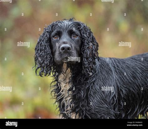 black working cocker spaniel dog Stock Photo - Alamy